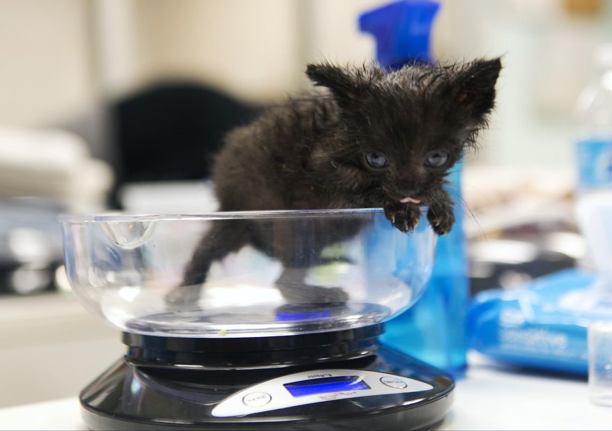 In this Thursday, April 3, 2014 photo, Harvey is weighted, after being bottle fed, to monitor his progress at the Best Friends Animal Society kitten nursery in the Mission Hills area of Los Angeles. Tens of thousands of people who think they are saving abandoned wild kittens by taking them to shelters are hastening their deaths because most shelters don't have round-the-clock staffs to care for them. (AP Photo/Damian Dovarganes)