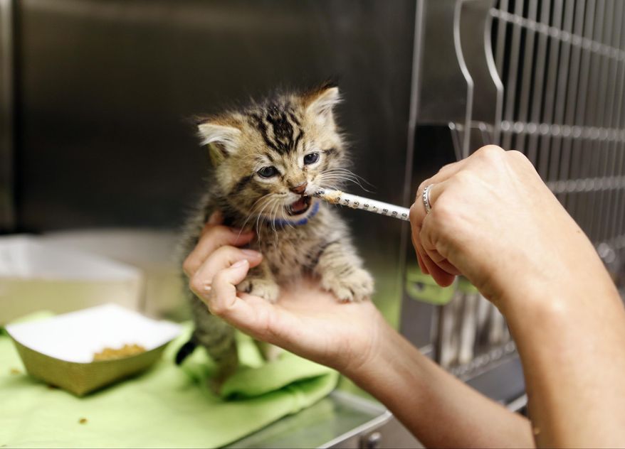 In this Thursday, April 3, 2014 photo, a kitten is fed with the help of a syringe at the Best Friends Animal Society kitten nursery in the Mission Hills area of Los Angeles. Tens of thousands of people who think they are saving abandoned wild kittens by taking them to shelters are hastening their deaths because most shelters don't have round-the-clock staffs to care for them. (AP Photo/Damian Dovarganes)