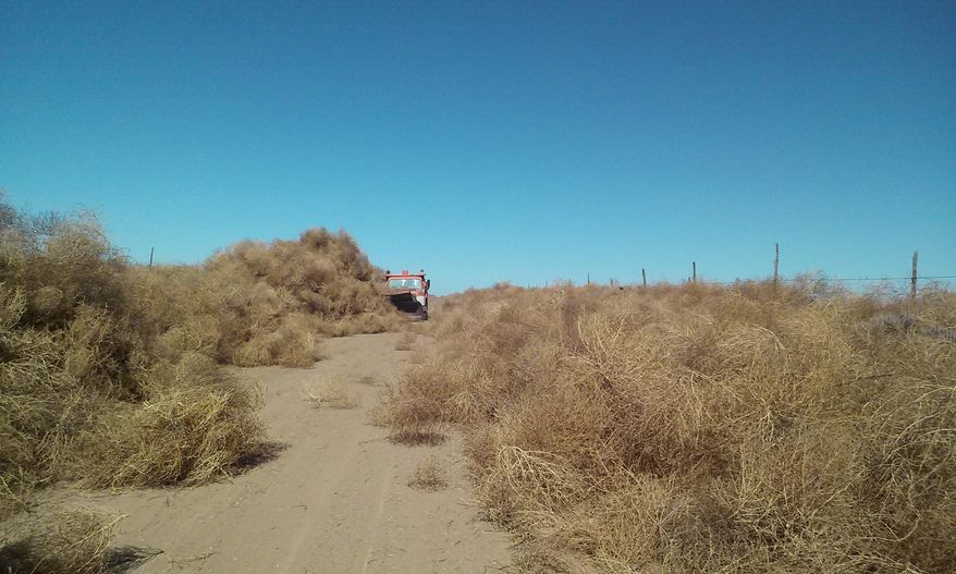 This November 14, 2013, photo shows a snowplow clearing tumbleweed from the roadway on County Road-V near Ordway, Colo. Parts of Colorado are being overrun with tumbleweeds because of the drought affecting much of the western U.S. Crowley County, high plains country of ranching and farming east of Pueblo, has spent $108,000 since November _ more than a third of its annual budget _ clearing roads and bridges of tumbleweed to make sure residents and emergency vehicles can move.(AP Photo/Crowley County)