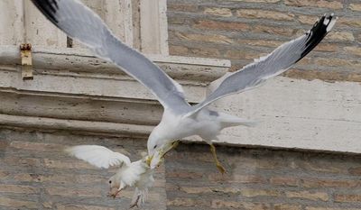 A dove which was freed by children flanked by Pope Francis during the Angelus prayer, is attacked by a seagull in St. Peter's Square, at the Vatican, Sunday, Jan. 26, 2014. Symbols of peace have come under attack at the Vatican. Two white doves were sent fluttering into the air as a peace gesture by Italian children flanking Pope Francis Sunday at an open studio window of the Apostolic Palace, as tens of thousands of people watched in St. Peter's Square below. After the pope and the two children left the windows, a seagull and a big black crow quickly swept down, attacking the doves, including one which had briefly perched on a windowsill on a lower floor. One dove lost some feathers as it broke free of the gull, while the crow pecked repeatedly at the other dove. The doves' fate was not immediately known. While speaking at the window, Francis appealed for peace to prevail in Ukraine. (AP Photo/Gregorio Borgia)