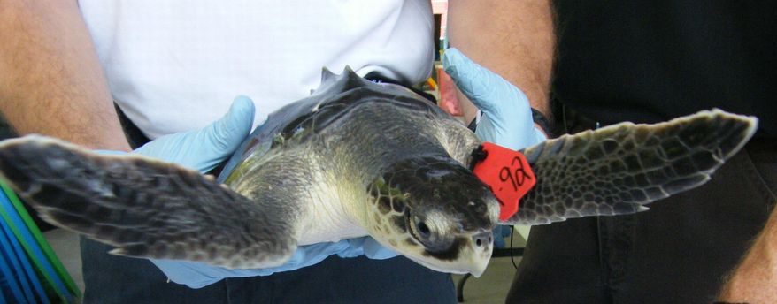 FILE - In this June 10, 2010 file photo, a Kemp’s ridley sea turtle is lifted back to its temporary tank after being weighed, getting its heartbeat and temperature taken, and getting a shot of antibiotics at the Audubon Nature Institute’s Aquatic Center in New Orleans. A week-long international sea turtle conference is gearing up in New Orleans. Starting Monday, April 14, 2014, more than 600 experts from around the globe will be discussing research done as near as the Gulf of Mexico and as far as Tanzania at the International Sea Turtle Society’s 34th annual symposium on sea turtle biology and conservation. (AP Photo/Janet McConnaughey, File)