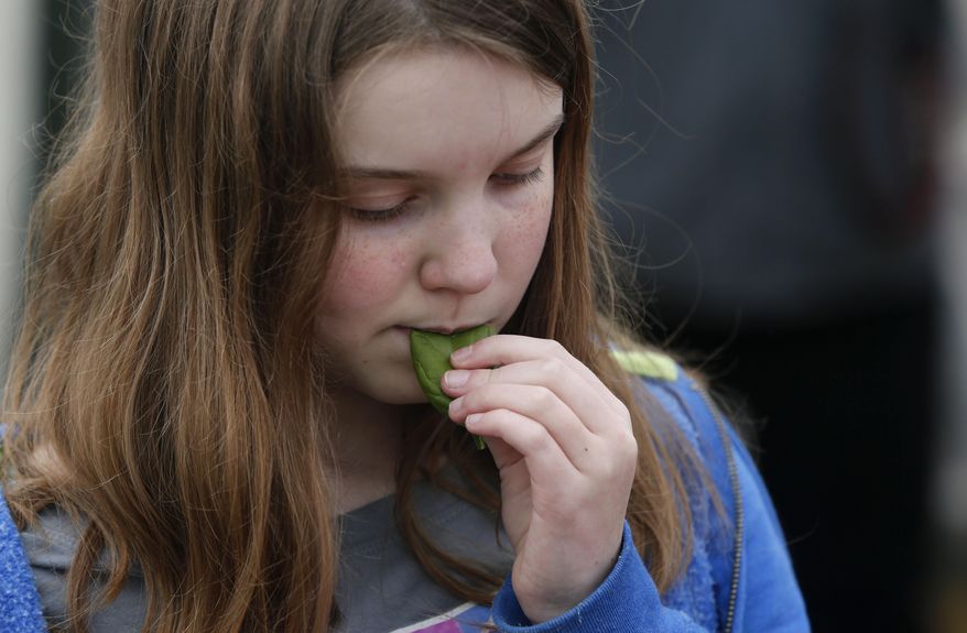 ADVANCE FOR SATURDAY APRIL 12 AND THEREAFTER - Fairfield Middle School sixth grader Jaya Coplea, 12, left, nibbles on a spinach leaf during a visit to a greenhouse Friday, April 4, 2014 in Fairfield, Iowa. The recycled waste heat may be the first use of it's kind in an Iowa greenhouse. (AP Photo/The Register, Christopher Gannon) MAGS OUT, TV OUT, NO SALES, MANDATORY CREDIT