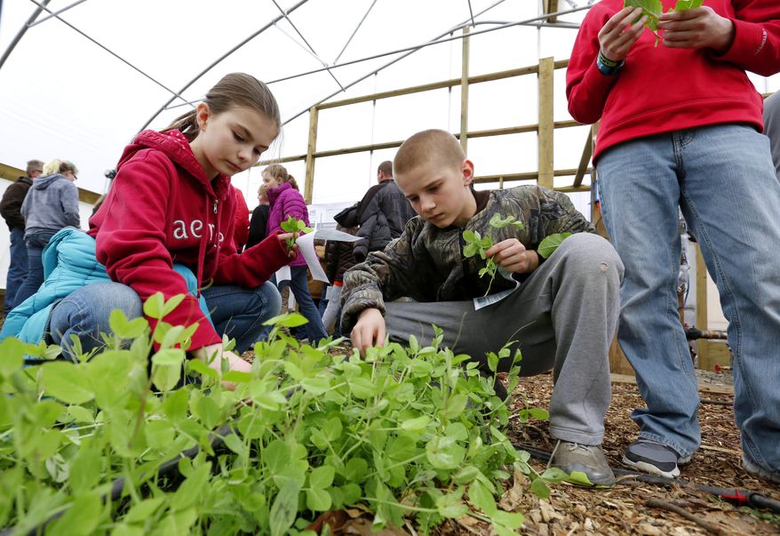 ADVANCE FOR SATURDAY APRIL 12 AND THEREAFTER - Fairfield Middle School sixth graders Avery Yates, 11, left, and JT Metcalf, 12, get a close look at pea sprouts during a visit to a greenhouse Friday, April 4, 2014 in Fairfield,, Iowa. The greenhouse uses waste heat from nearby Schaus-Vorhies Kleaning Inc. The recycled waste heat may be the first use of it's kind in an Iowa greenhouse. (AP Photo/The Register, Christopher Gannon) MAGS OUT, TV OUT, NO SALES, MANDATORY CREDIT