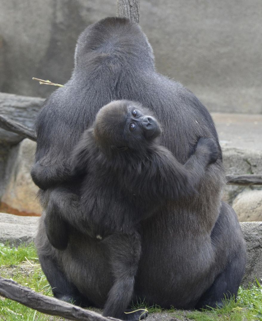 This April 9, 2014 photo provided by the Cincinnati Zoo shows baby Gladys holding onto M’Linzi at the Cincinnati Zoo in Cincinnati, Ohio. Gladys, a baby gorilla initially raised by humans acting as surrogate parents, has been successfully introduced into a social group typical for the species at the Cincinnati Zoo. (AP Photo/Cincinnati Zoo, Michelle Curley)