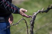KOSHERWINE_09_04111206