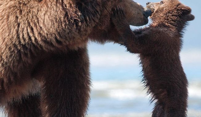 This image released by Disney shows an adult bear named Sky and a cub named Scout in a scene from "Bears." (AP Photo/Disney, Adam Chapman)