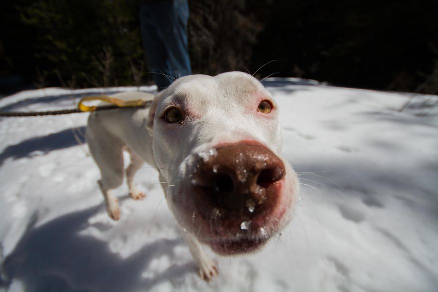 Gadget is shown on a hike in the Mountain Lakes Wilderness area near Klamath Falls, Ore., March 23, 2014. Exploring the endless trails in the Klamath Basin has to offer is made even more enjoyable when your faithful companion, your dog, is along for the journey, too.(AP Photo/Herald and News, Steve Silton)