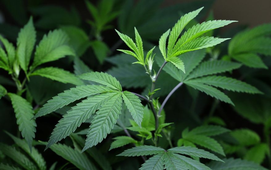 FILE - In this Oct. 16, 2013 file photo, marijuana clone plants that are used to grow medical marijuana are displayed under a light at a medical marijuana cooperative in Seattle. Illinois regulators finalizing the state's conditions for medical marijuana have removed a proposed rule that would have barred legal gun owners from becoming cannabis-using patients, a person close to the process told The Associated Press. The draft regulations aren't expected to be published until Friday, April 18, 2014. (AP Photo/Ted S. Warren, File)
