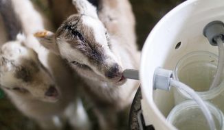 In this photo taken Thursday April 10, 2014 young goats feed in the barn at the Vermont Goat Collaborative in Colchester, Vt.  The project brings together refugee and immigrants seeking goat meat with dairy farmers who otherwise would discard young male goats. (AP Photo/Holly Ramer)