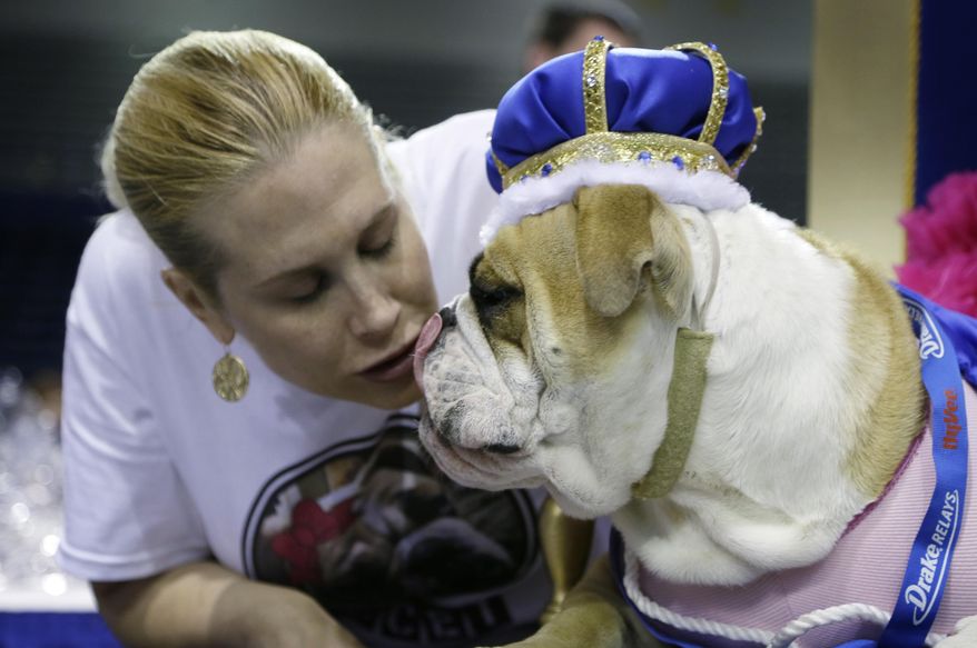 Tiffany Torstenson, of Waukee, Iowa, kisses her dog Lucey after it was crowned the winner of the 35th annual Drake Relays Beautiful Bulldog Contest, Monday, April 21, 2014, in Des Moines, Iowa. The pageant kicks off the Drake Relays festivities at Drake University where a bulldog is the mascot. (AP Photo/Charlie Neibergall)