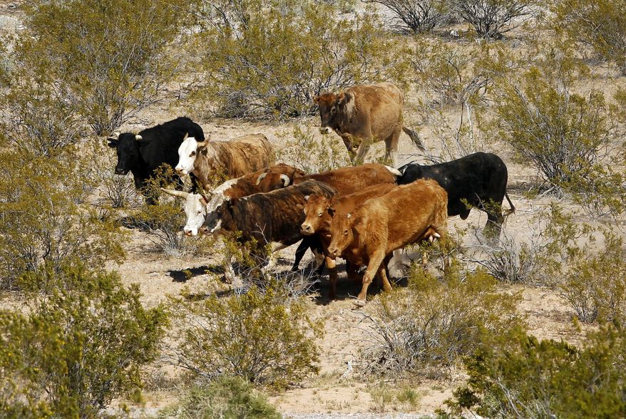 FILE - In this April 7, 2014 file photo, cattle belonging to Cliven Bundy are rounded up with a helicopter near Bunkerville, Nev. The federal Bureau of Land Management says six cattle died in a roundup of animals it says rancher Cliven Bundy allowed to graze illegally on public land outside his southern Nevada property. The BLM said Tuesday, April 22, 2014, that two of four animals that were euthanized bore Bundy brands. (AP Photo/Las Vegas Review-Journal, John Locher, File)