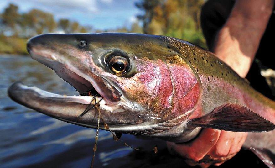 This steelhead was caught above TouVelle State Park on the Upper Rogue River near Central Point, Ore., in this undated photo.  For fly-fishers a huge benefit of living in or visiting the Rogue Valley is the ability to test your mettle on the river Zane Grey made famous. (AP Photo/Mail Tribune, Jamie Lusch)