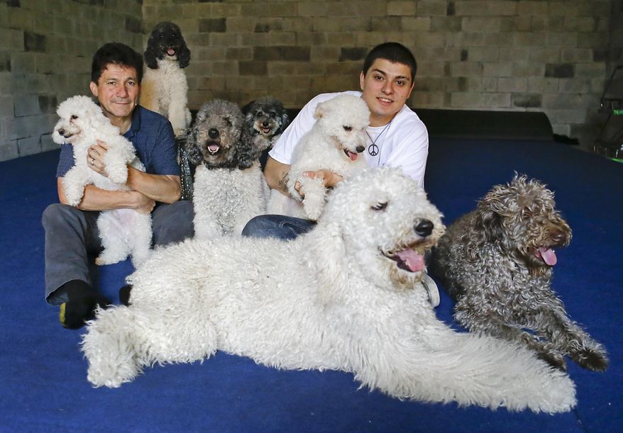 In this photo taken on Tuesday, April 22, 2014, Richard Olate, left, and son Nicholas, play with their performing dogs at a training facility in Sorrento, Fla. Since the father and son took their 10 flipping, twirling dogs from the center ring of a circus to the stage of a reality show, where they won TV competition "America's Got Talent," people pack their performances at large venues and they have been tapped to star in short films bankrolled by Ellen DeGeneres' pet food company, one of which is set to screen at the Cannes Film Festival. (AP Photo/John Raoux)