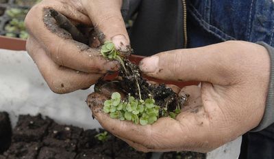 In this April 4, 2014 photo, Henry Brockman separates shiso seedlings while working in his greenhouse near Congerville, Ill. His budding produce operation sells by subscription, locally. (AP Photo/The Pantagraph, David Proeb