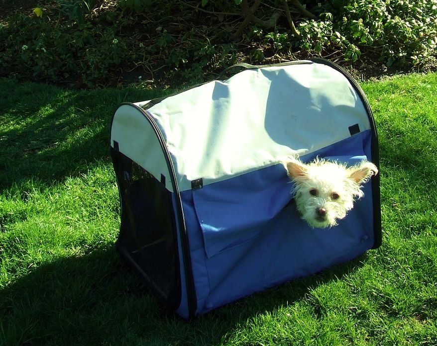 In this April 16, 2014 photo provided by the Society for the Prevention of Cruelty to Animals of Westchester County,a West Highland Terrier mix pokes its head out of a pet carrier along the roadside in Bronxville, N.Y. The dog, which was abandoned out in the sun with no food or water, is doing well and will soon be ready for adoption. Authorities want to know left the dog. (AP Photo/SPCA of Westchester)