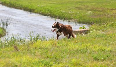 Sonic works the airfield at MacDill AFB chasing birds on 4/7/14. Sonic works with partner Lindsey Garven they work together to keep birds off of the MacDill airfields. Sonic loves to chase the birds. The birds are a hazard to aircraft, they can cause damage or ingested in the engines could cause a crash. Garven is the  6th Air Mobility Wing Bird Aircraft Strike Hazard (BASH) contractor. (AP Photo/The Tampa Bay Times, Skip O'Rourke)