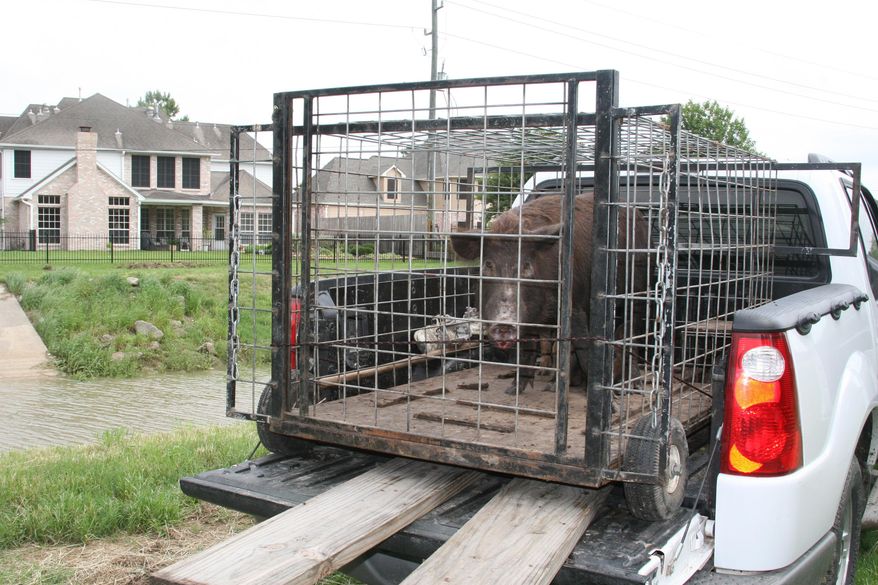 In this photo taken on July 8, 2007, a feral hog, which had been rooting and destroying yards and landscaping, was live-trapped just outside Houston's city limits. Property-destroying feral hogs being trapped near two reservoirs will be butchered and the meat donated to food banks. (AP Photo/Houston Chronicle, Shannon Tompkins)