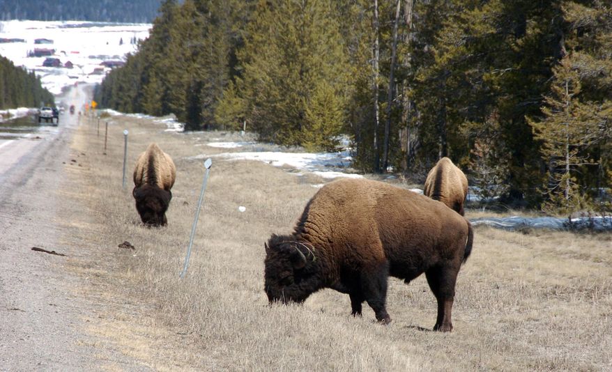 This April 20, 2014, photo shows bison grazing along a state highway near West Yellowstone, Mont. Montana's top wildlife officials on Wednesday April 23, 2014, sought to scale back expectations for a state-wide bison conservation plan following a backlash from ranchers opposed to restoring the animals to their historical habitat. (AP Photo/Matthew Brown)