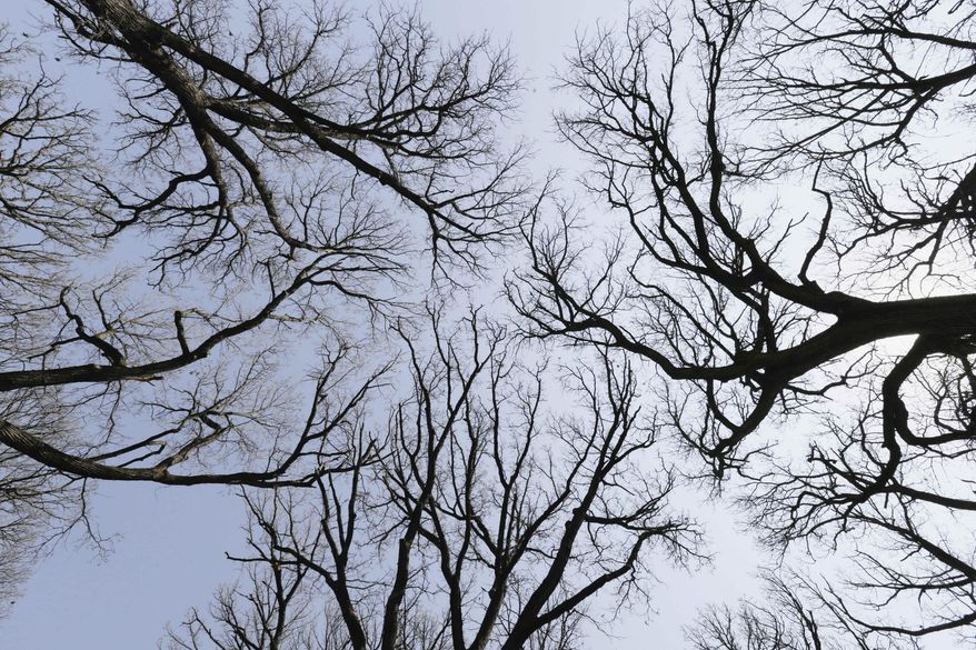 In this photo taken on Tuesday, April 22, 2014, oak trees stand against the sky at the Arbor Lodge State Historical Park and Arboretum in Nebraska City. People across the nation will observe Arbor Day on Friday, but no state will celebrate with as much fervor as Nebraska, where the celebration of trees got its start 142 years ago. (AP Photo/Nati Harnik)