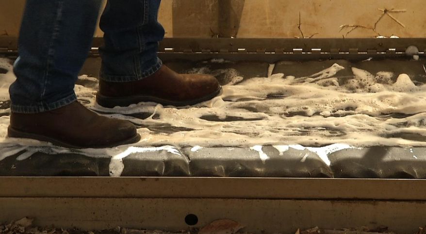 In this image from video, visitors to Mammoth Cave National Park in Mammoth Cave, Ky., walk over bio-security mats at the conclusion of cave tours to help contain the spread of white-nose syndrome. The disease that has killed more than 6 million cave-dwelling bats in the United States is on the move and wildlife biologists are worried. It gets its name from a white fungus that's found on the muzzles, ears and wings of infected bats. In Tennessee, some caves are closed to the public. At Mammoth Cave National Park, visitors are required to scrub their shoes after cave tours. Wildlife biologists say the threat is real -- there is no known way to stop the spread. (AP Photo/Alex Sanz)