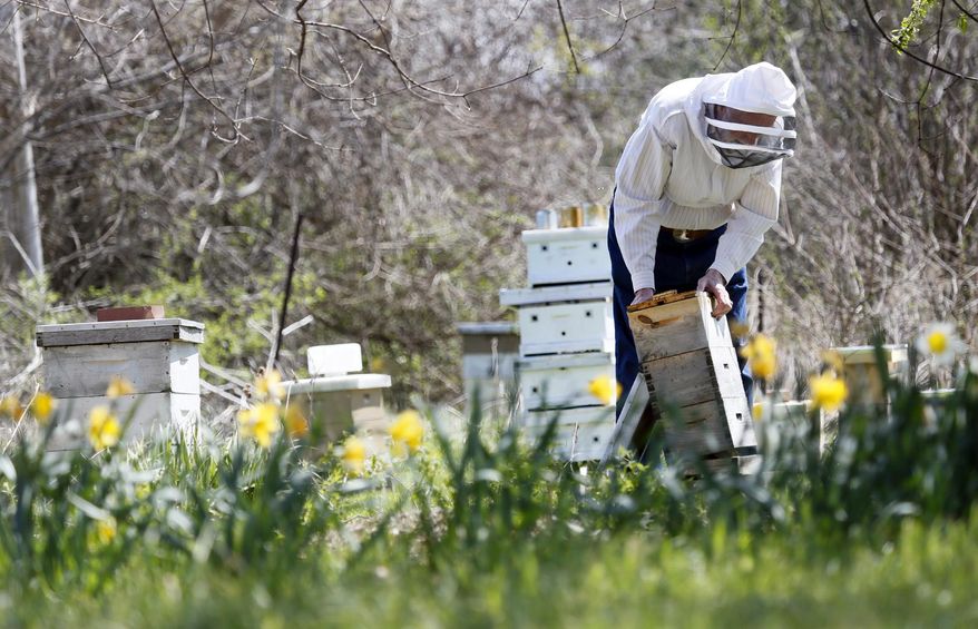 In this photo taken on Wednesday, April 23, 2014, Barry Conrad inspects his honey bees at his Canal Winchester, Ohio, honey farm. Ohio beekeepers have suffered significant damage to their bees due to weather and other factors.(AP Photo/The Columbus Dispatch, Eric Albrecht)