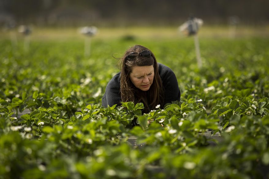 ADVANCE FOR USE SATURDAY, APRIL 26 - In this photo taken on Monday, April 14, 2014, Lisa Horth, assistant professor of biology at Old Dominion University, works among the rows of strawberry plants as she tags flowers and berries in a field at Henley Farm on Charity Neck Road in the Pungo section of Virginia Beach. Va. Horth has set up research plots at six strawberry farms in Pungo. At half of them, she and her students have installed bee houses and stocked them with mason bee cocoons to see whether mason bees can supplement honeybees and make a difference in the size, quality and quantity of fruit. (AP Photo/The Virginian-Pilot, Bill Tiernan) MAGS OUT