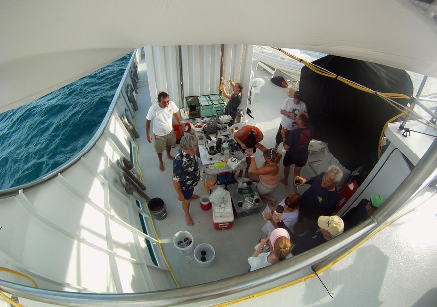 This March 30, 2014, photo shows University of Florida researchers working with invertebrate species caught in the Gulf Stream off the coast of Florida and headed for a unique shipboard laboratory where the scientists are studying the animals' genetics in real time. (AP Photo/Suzette Laboy)
