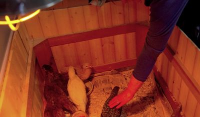 In this April 4, 2014 photo,  Angie Wolske pets one of her chickens, which shares space with other feathered friends under a heat lamp at her home in Champaign, Ill. The Wolske farm isn't in your typical sprawling, country field. They have a corner lot in the middle of a residential neighborhood, and their chickens were made legal for the first time this spring under the city's new ordinance that lets residents keep hens in their backyards. (AP Photo/The News-Gazette, Heather Coit) MANDATORY CREDIT