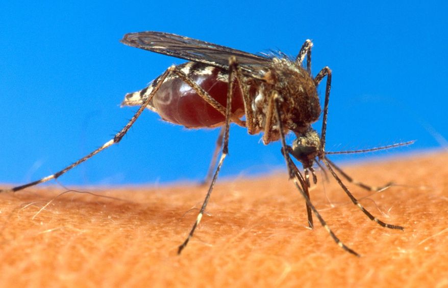 A mosquito on human skin. (AP Photo/USDA, File)