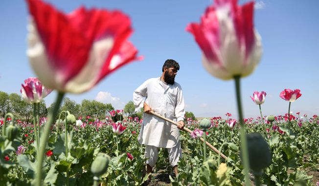 An Afghan farmer works on a poppy field in the Khogyani district of Jalalabad, east of Kabul. Last May&#x27;s harvest produced a staggering 6,000 tons of opium, 49 percent higher than the previous year and more than the combined output of the rest of the world, according to a report issued Wednesday. (Associated Press)