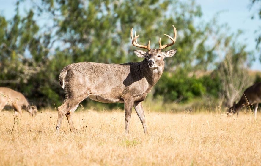 In this photo taken Dec. 1, 2013, a deer roams free throughout the city of Port Mansfield, Texas. Poachers have killed a large buck and wounded at least three deer in recent months in this tiny fishing village where residents’ feeding of the animals has made them easy targets, officials said. (AP Photo/Valley Morning Star, David Pike)