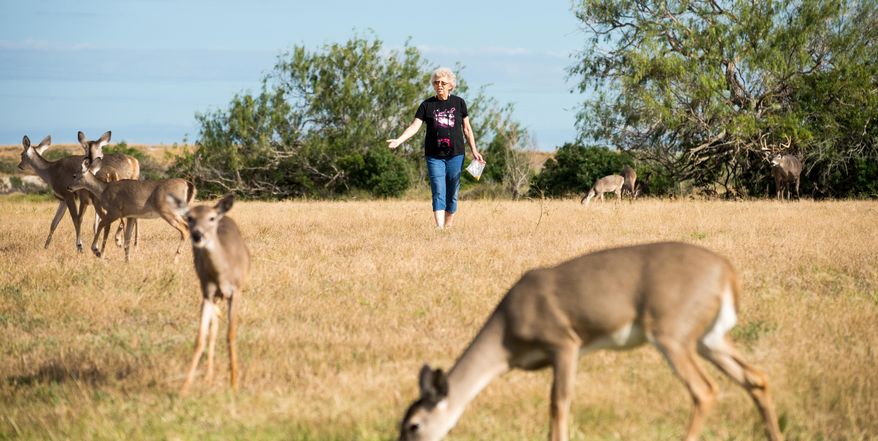 In this photo taken Dec. 1, 2013, deers roam free throughout the city of Port Mansfield, Texas. Poachers have killed a large buck and wounded at least three deer in recent months in this tiny fishing village where residents’ feeding of the animals has made them easy targets, officials said. (AP Photo/Valley Morning Star, David Pike)