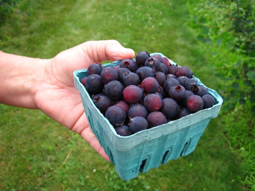 In this June 26, 2013 photo provided by the Cornell Cooperative Extension, a fruit picker holds a quart basket of Juneberries at G&S Orchards in Walworth, N.Y. Horticultural researchers are encouraging Northeast farmers to grow Juneberries as an alternative crop. (AP Photo/Cornell Cooperative Extension, Jim Ochterski)