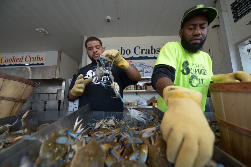 Paul White, left, and Aubrey McCloud, right, of Captain White’s Seafood separates male and female crabs trying to stay ahead of the crowd during a busy Sunday afternoon at the Wharf in Southwest on Sunday, May 4. Khalid Naji-Allah Special to The Washington Times