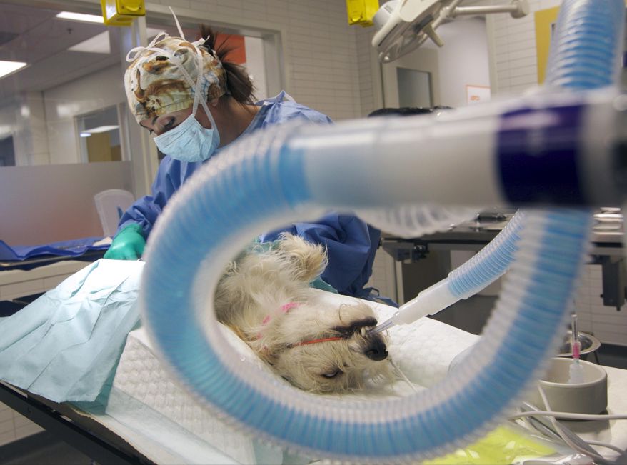 In this Saturday, May 3, 2014 photo, Veterinarian Dr. Peyvand Silverman performs a dog ovariohysterectomy, to prevent the births of an unwanted litters, at the new American Society for the Prevention of Cruelty to Animals (ASPCA) clinic at the Chesterfield Square shelter in South Los Angeles. The ASPCA has started rolling out one of its most ambitious projects to date, a $25 million push to save tens of thousands of dogs and cats that would be killed in shelters or on the streets of Los Angeles County. (AP Photo/Damian Dovarganes)