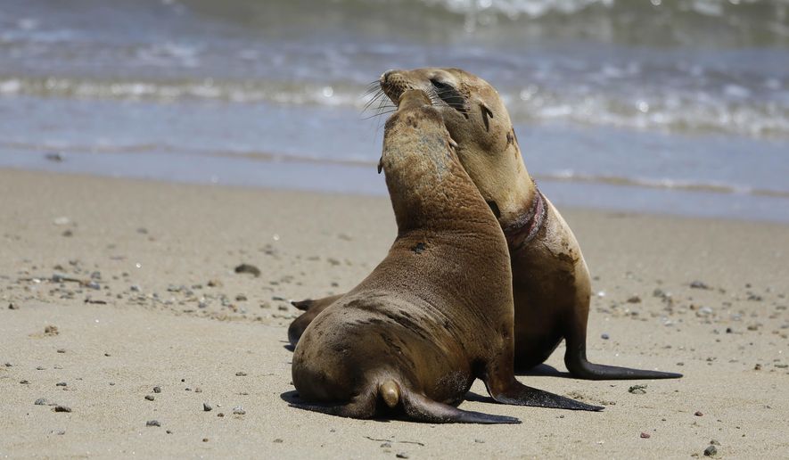 Two sea lions play on May 6, 2014, in Point Reyes National Seashore, Calif. (AP Photo/Eric Risberg)