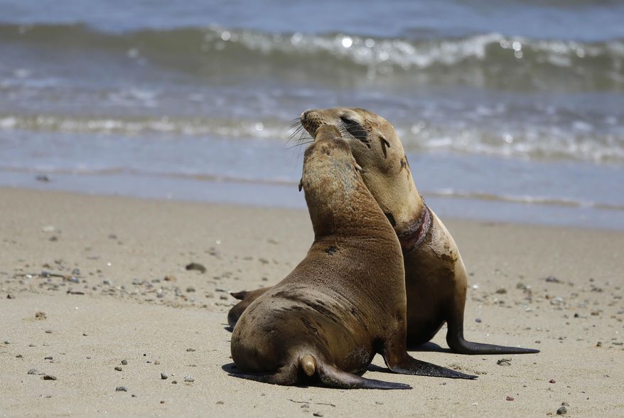 Two sea lions play on May 6, 2014, in Point Reyes National Seashore, Calif. (AP Photo/Eric Risberg)