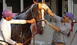 Kentucky Derby winner California Chrome reacts as groomer Raul Rodriguez, right, gives him a bath after a jog on the track at Churchill Downs in Louisville, Ky., Wednesday, May 7, 2014. Holding the colt is exercise rider Willy Delgado, left. (AP Photo/Garry Jones)