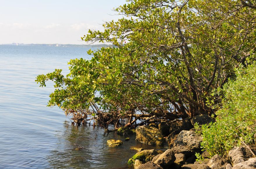 This April 23, 2014 photo shows the Indian River Lagoon on the Indian River in Melbourne, Fla. Legislators set aside $170 million for projects intended to help the Indian River Lagoon and other water bodies dealing with discharges from Lake Okeechobee. (AP Photo/Florida Today, Malcolm Denemark) NO SALES