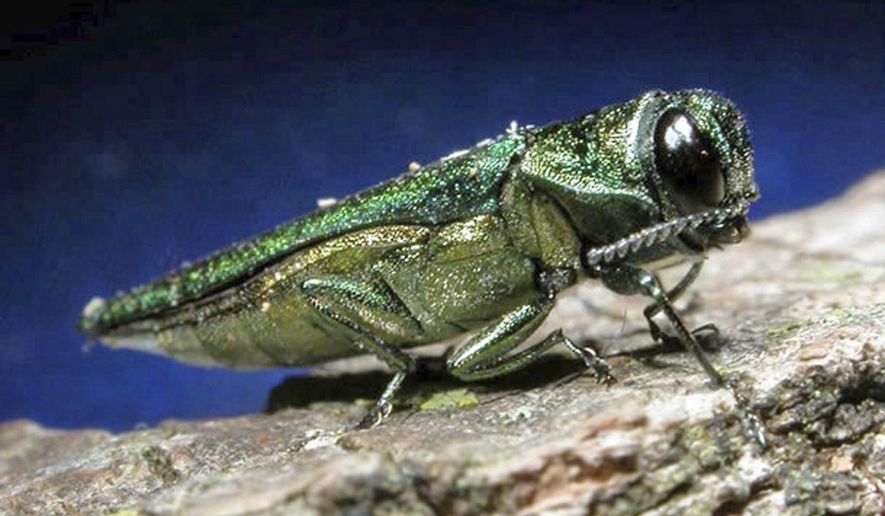 FILE - This undated file photo provided by the Minnesota Department of Natural Resources shows an adult emerald ash borer. Researchers say the invasive beetle that's destroyed tens of millions of ash trees in the U.S. and Canada may have arrived in North America a decade before it first was detected. (AP Photo/Minnesota Department of Natural Resources, File)