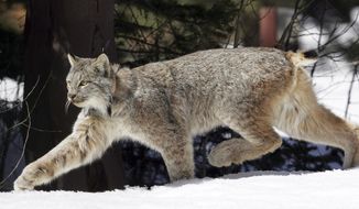 FILE - in this April 19, 2005 file photo, a Canada lynx heads into the Rio Grande National Forest after being released near Creede, Colo. Federal wildlife officials must come up with a schedule to complete a long-delayed recovery plan for imperiled Canada lynx within 30 days, under an order from a U.S. district judge in Montana, released Friday, May 9, 2014.  (AP Photo/David Zalubowski, File)