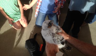 Georgia Department of Natural Resources biologist Jim Ozier displays a newly banded peregrine falcon chick, Thursday May 8, 2014, that hatched on the 53rd floor balcony of an Atlanta skyscraper. (AP Photo/Johnny Clark)