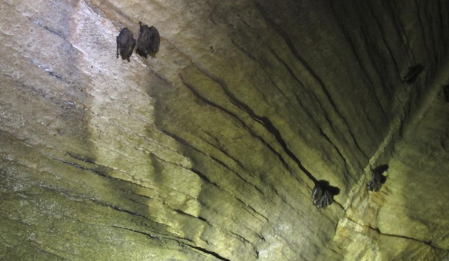 ** FILE ** In this Thursday May 8, 2014, photo, bats hang from the ceiling of the Aeolus cave in Dorset, Vt. (AP Photo/Wilson Ring)