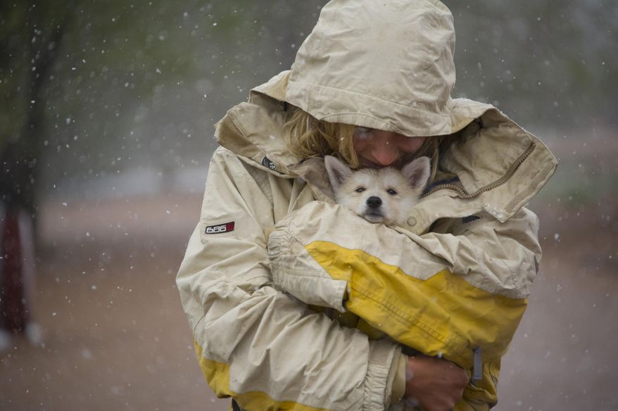 Cassandra Cantu shields her seven-week-old puppy "Kamala" from the snow as she walks with friends in the Bear Creek Dog Park in Colorado Springs, Colo. Sunday, May 11, 2014. Snow is expected to continue in the Pikes region overnight Sunday. (AP Photo/The Gazette, Mark Reis)