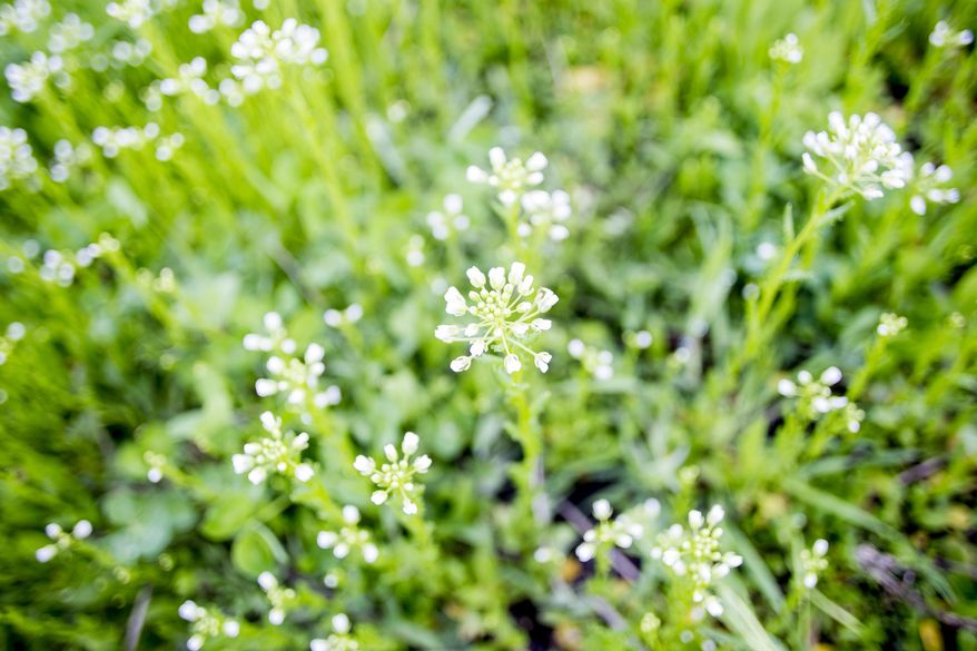 ADVANCE FOR RELEASE SUNDAY, MAY 11, 2014, AND THEREAFTER- In this April 30, 2014 photo, plant life blooms at the University of Iowa Student Garden sponsored by the UI Environmental Coalition in Iowa City, Iowa. According to the Association for the Advancement of Sustainability in Higher Education, a growing number of colleges and universities are recognizing food as an important component in campus sustainability. (AP Photo/Iowa City Press-Citizen, Benjamin Roberts ) NO SALES