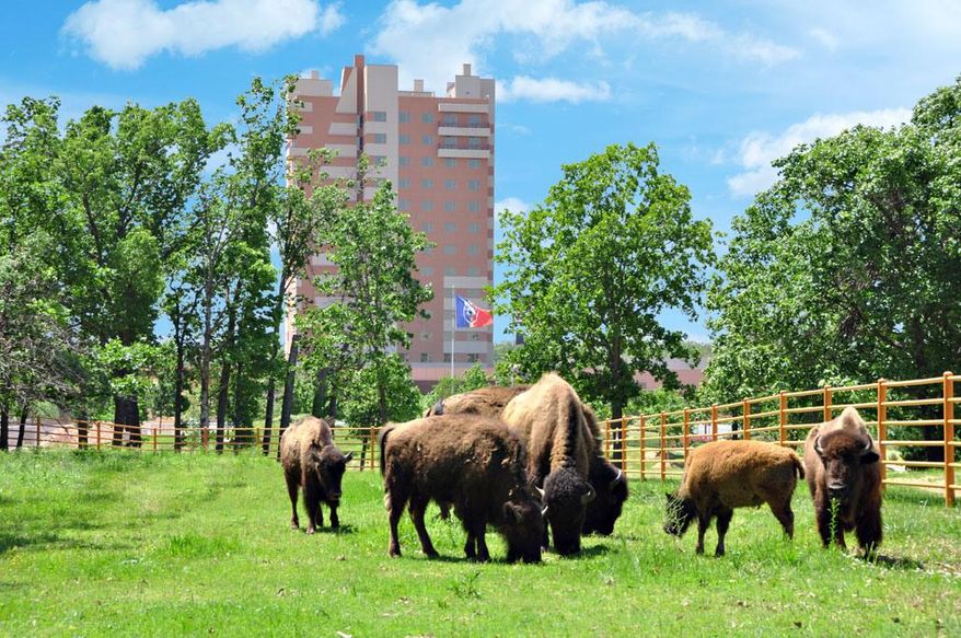 In this May, 2013 photo provided by Downstream Casino Resort, bison graze near the Downstream Casino Resort in Quapaw. A new program started by the Quapaw Tribe in northeastern Oklahoma will help the American Indian tribe offer farm-to-table products for its tribal members and to guests at its casino. (AP Photo/Downstream Casino Resort)