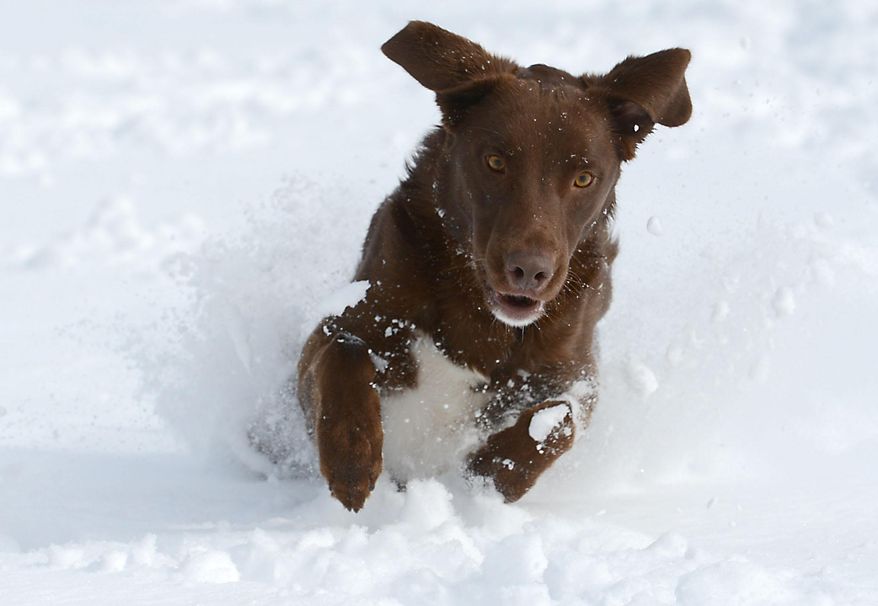 Atticus, a two-year-old chocolate lab mix, gets ready to pounce on a tennis ball at City Park in Fort Collins Monday May 12, 2014 after a spring storm brought over a foot of snow to parts of Colorado, Wyoming and Nebraska and thunderstorms and tornadoes to the Midwest. (AP Photo/Fort Collins Coloradoan, V. Richard Haro)