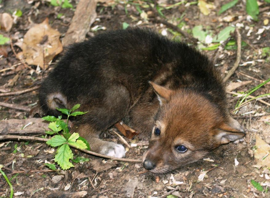 This photo provided by the Jackson Zoo shows Nashoba Hikiya, one of the zoo's seven endangered red wolf pups on April 28, 2014. The pups are among eight born March 30 at the zoo in Jackson, Mississippi. This female was named by students at Standing Pine Elementary School, and her name means “Standing Wolf” in Choctaw. (AP Photo/Jackson Zoo)