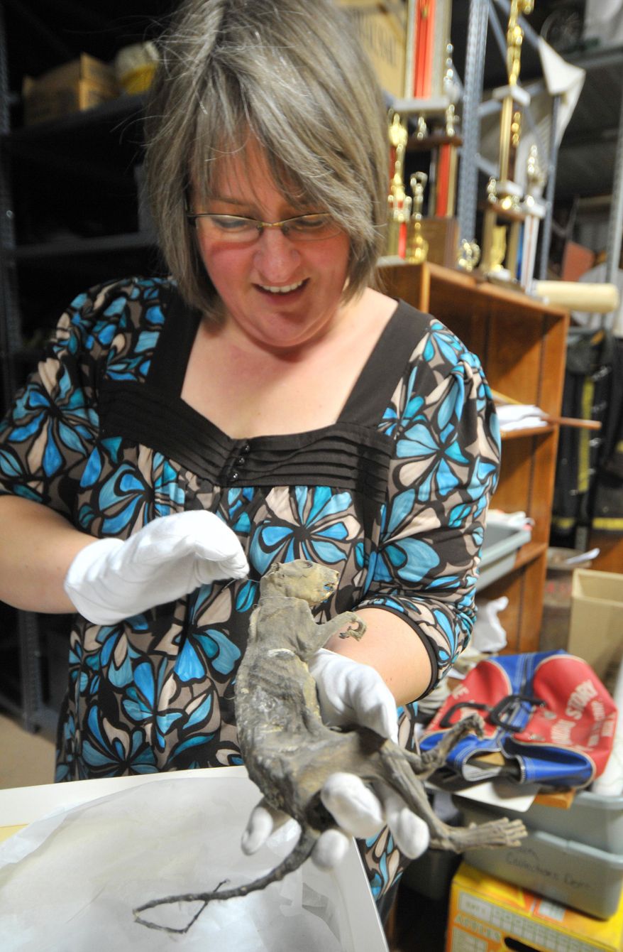 ADVANCE FOR USE SATUDAY, MAY 17, 2014 - In this photo taken on Thursday, May 8, 2014, marketing coordinator Christine Martens takes out a mummified squirrel at the Marathon County Historical Society in Wausau, Wis. (AP Photo/The Wausau Daily Herald, Txer Zhon Kha) NO SALES