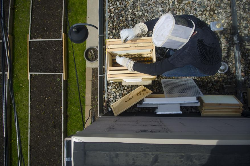 In a Thursday, May 8, 2014 photo, Josh Thierry helps establish a new colony of honeybees on the roof of The Laundry in Fenton, Mich. The restaurant installed the colony to create honey and pollinate their garden and local flora. (AP Photo/The Flint Journal, Samuel Wilson) LOCAL TV OUT; LOCAL INTERNET OUT Samuel Wilson | Mlive.com